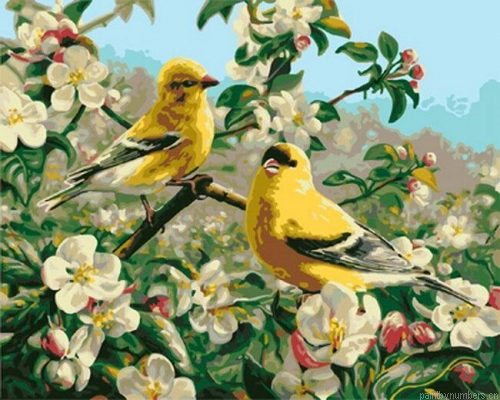 Goldfinch Birds Painting By Numbers.png