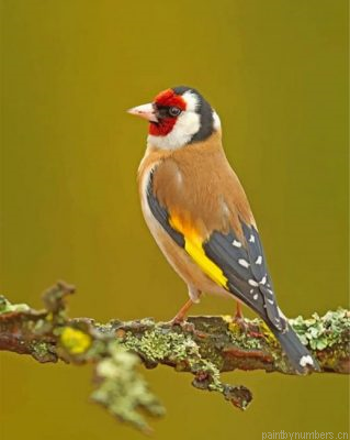 Goldfinch Painting By Numbers.png