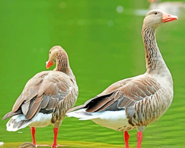 Goose Ducks Birds Painting By Numbers.png