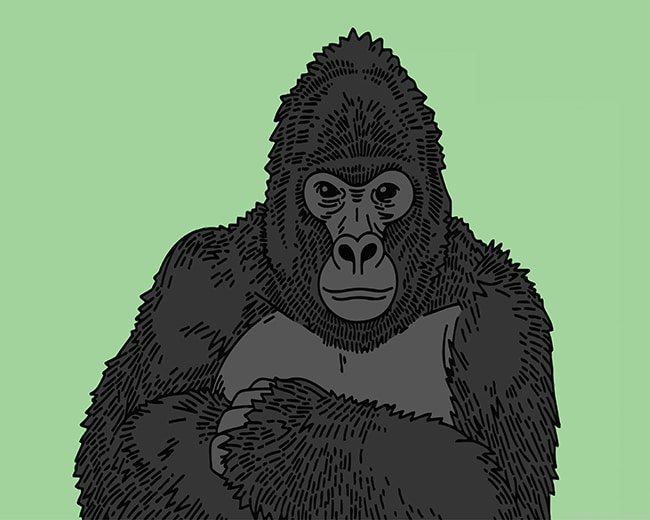Gorilla Animals Painting By Numberss.png