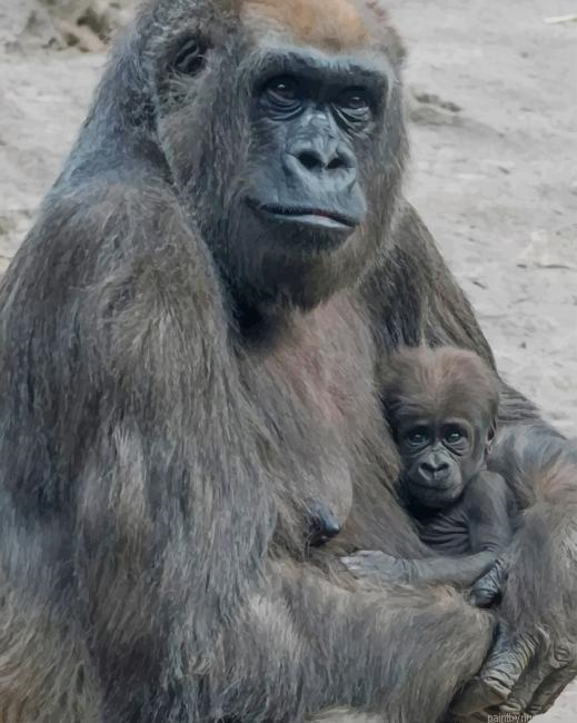 Gorilla Mother And Her Baby Animals Painting By Numberss.png