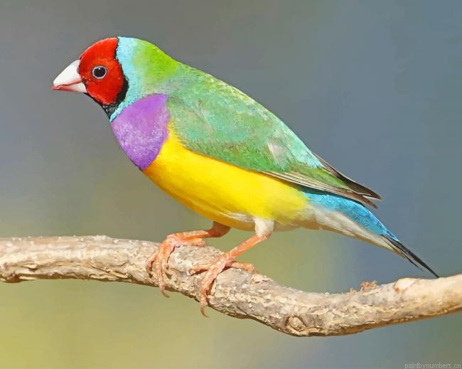 Gouldian Finch Birds Painting By Numberss.png
