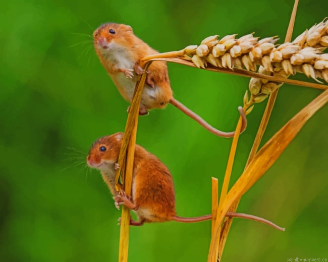Grain Mice Painting By Numberss.png