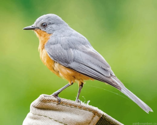 Gray And Brown Bird Painting By Numberss.png