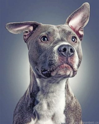 Gray Pit Bull Dog Animal Painting By Numbers.png