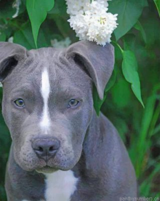 Gray Pit Bull Dog Painting By Numbers.png