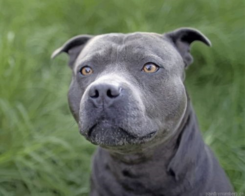 Gray Pit Bull Painting By Numbers.png