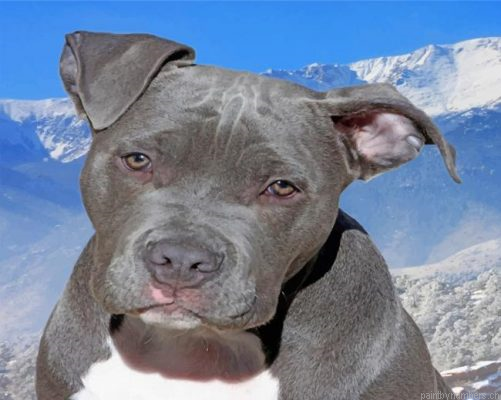 Gray Pitbull Painting By Numbers.png