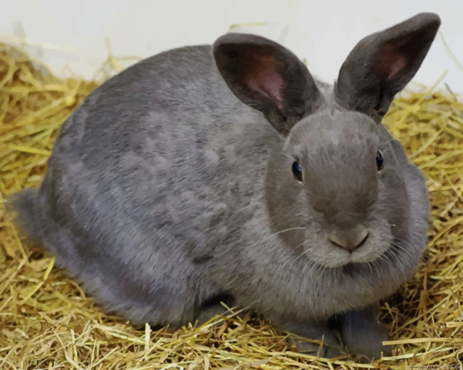 Gray Rabbit On Brown Hay Animals Painting By Numberss.png