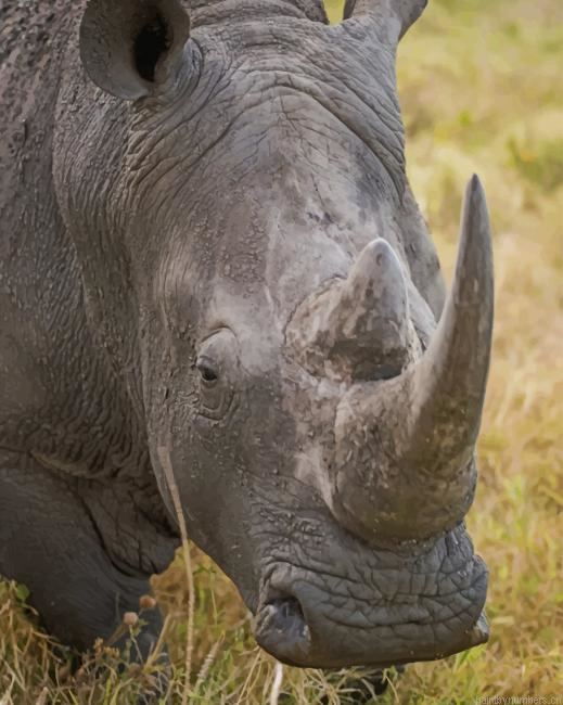 Gray Rhino Animal Painting By Numberss.png