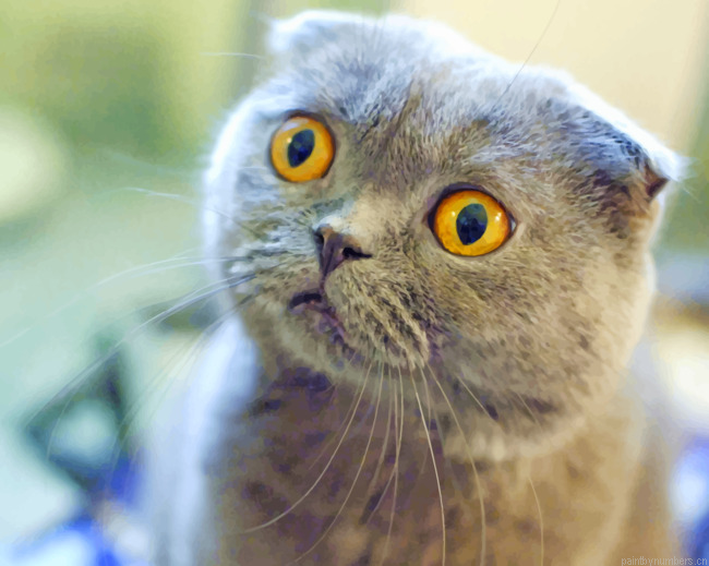 Gray Scottish Fold Cat Animals Painting By Numberss.png