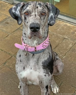 Great Dane Dog Painting By Numbers.png