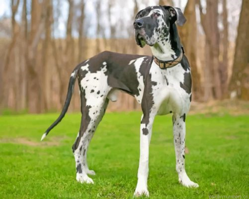 Great Dane Dog Pet Painting By Numbers.png
