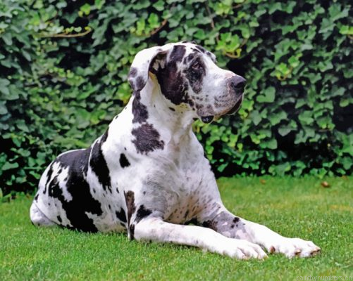 Great Dane Painting By Numbers.png