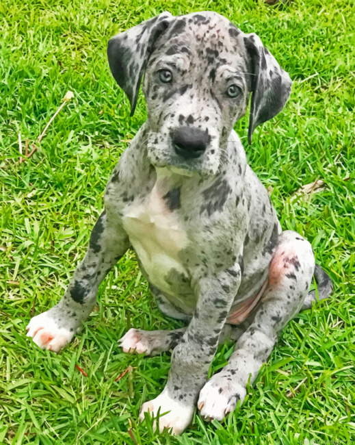 Great Dane Pet Painting By Numberss.png