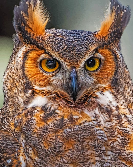 Great Horned Owl Bird Painting By Numberss.png