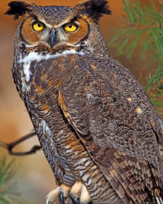 Great Horned Owl Birds Painting By Numberss.png