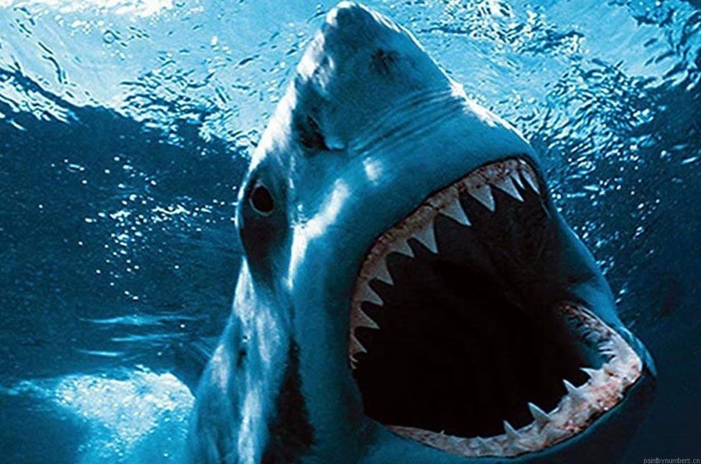 Great White Shark Animals Painting By Numberss.png