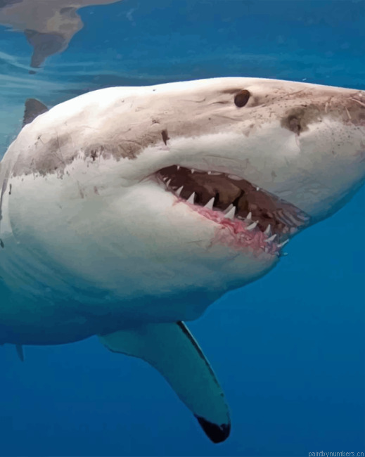 Great White Shark Painting By Numbers.png