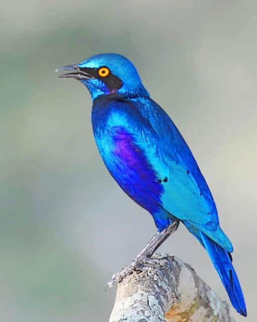 Greater Blue Eared Glossy Starling Birds Painting By Numbers.png