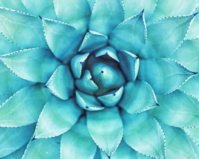 Green Agave Cactus Plants Painting By Numberss.png