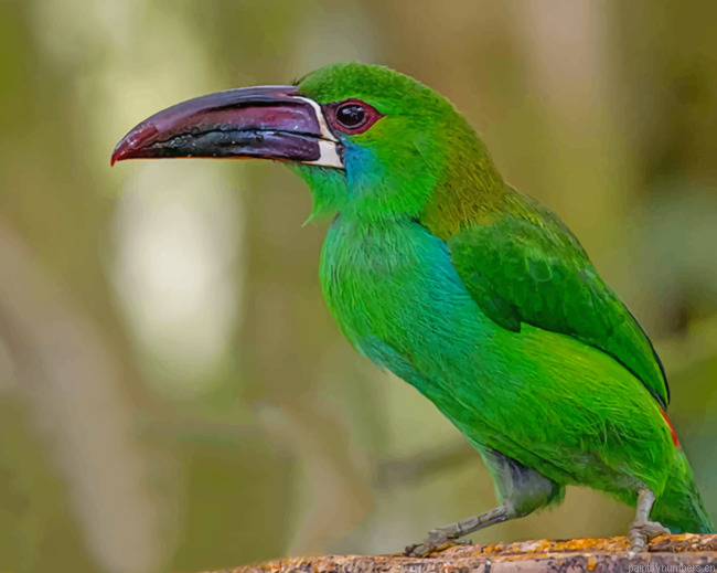Green Bird Crimson Rumped Birds Painting By Numberss.png