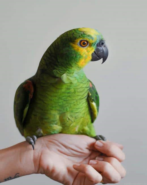 Green Bird Pet Parrot Painting By Numberss.png