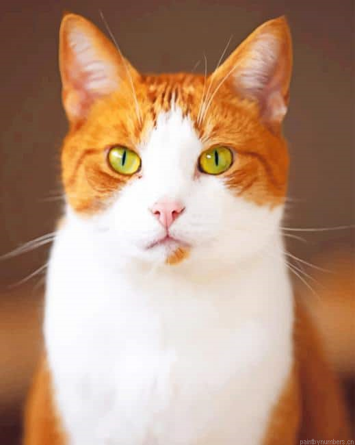 Green Eyes Cat Animals Painting By Numberss.png