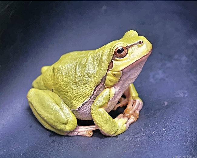 Green Frog Amphibians Painting By Numberss.png