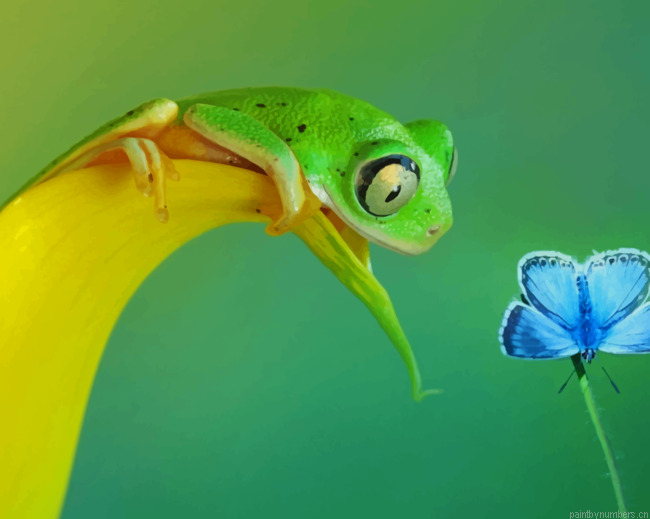 Green Frog Beside Common Blue Butterfly Painting By Numberss.png
