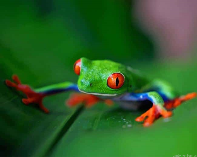 Green Frog On Green Leaf Animals Painting By Numberss.png