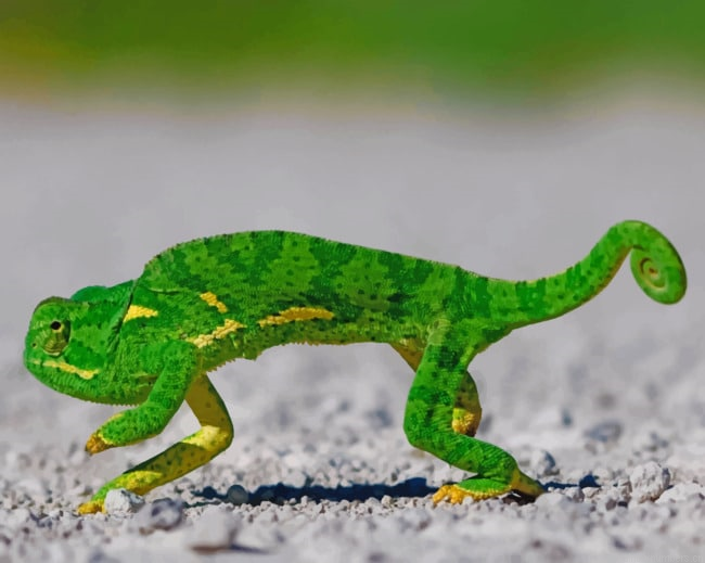 Green Gecko Lizard Painting By Numberss.png