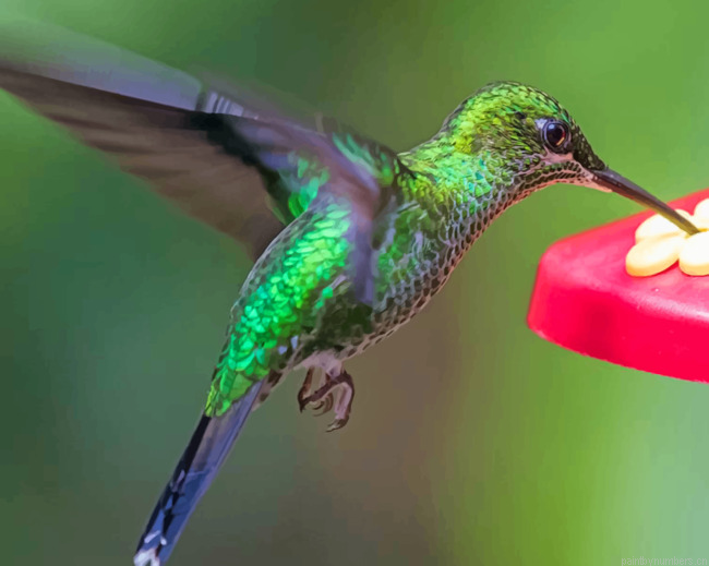 Green Hummingbird Flying Painting By Numberss.png