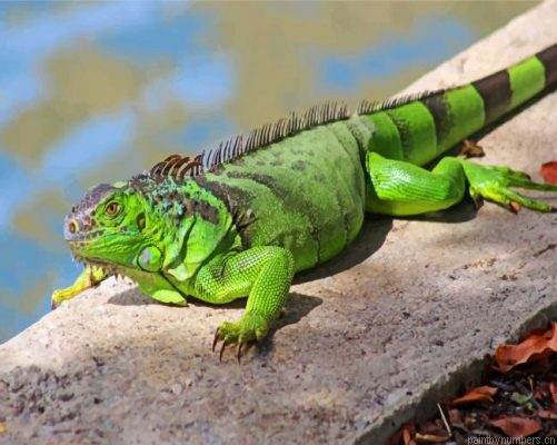 Green Iguana Painting By Numbers.png