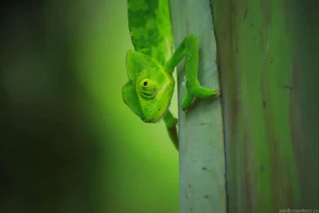 Green Iguana Reptiles Painting By Numberss.png