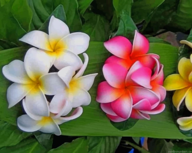 Green Leaves And Plumeria Flowers Painting By Numbers.png