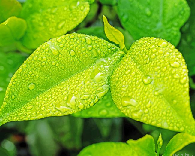 Green Leaves With Rain Drops Painting By Numberss.png