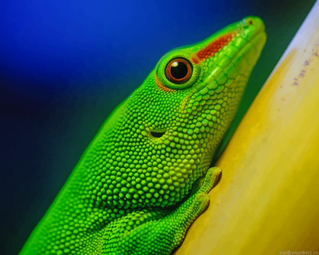 Green Lizard Reptiles Painting By Numberss.png