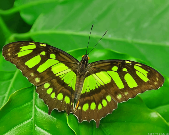 Green Malachite Butterfly Insects Painting By Numberss.png