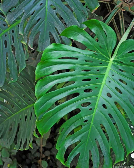 Green Monster Leaf Plants Painting By Numberss.png