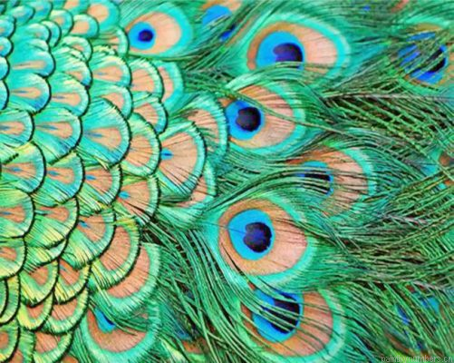 Green Peacock Feather Painting By Numbers.png