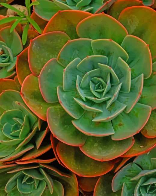 Green Succulent Plants Painting By Numberss.png