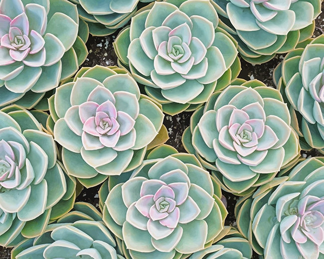 Green Succulents Plants Painting By Numberss.png