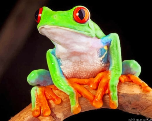 Green Tree Frog Animals Painting By Numberss.png