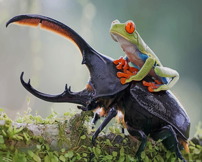 Green Tree Frog On Stag Beetle Animals Painting By Numberss.png