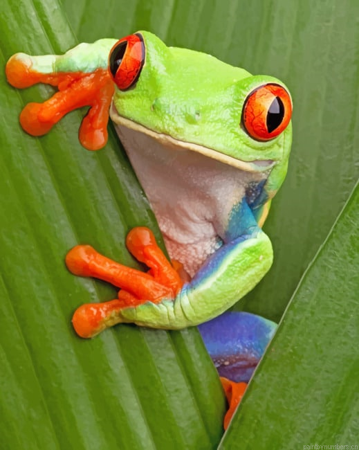 Green Tree Frog With Red Eyes Animals Painting By Numberss.png
