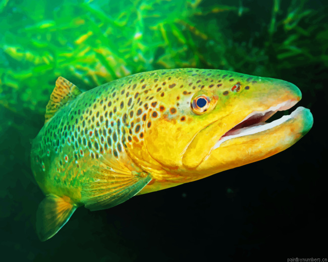 Green Trout Painting By Numbers.png