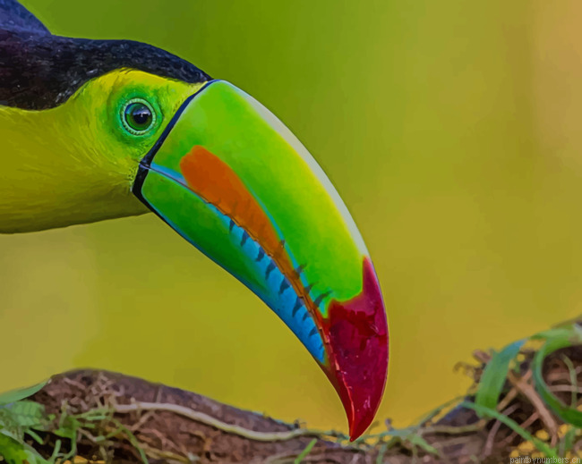 Green Yellow And Red Toucan Bird Painting By Numberss.png