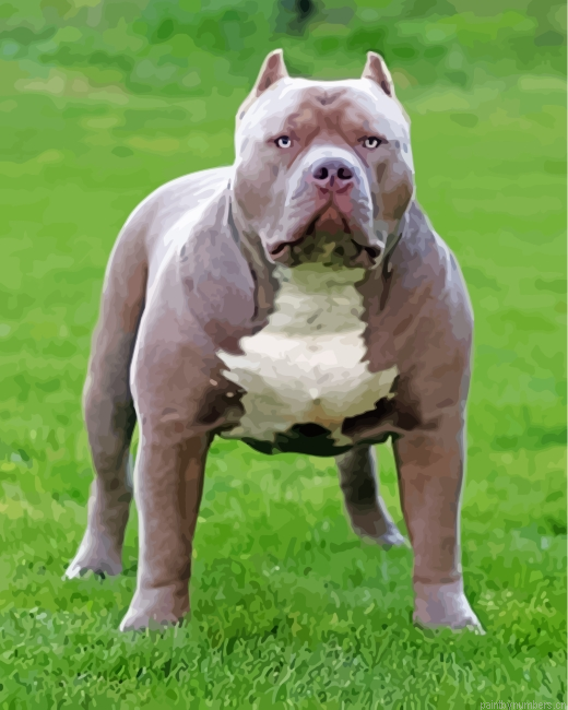Grey American Bully Painting By Numberss.png