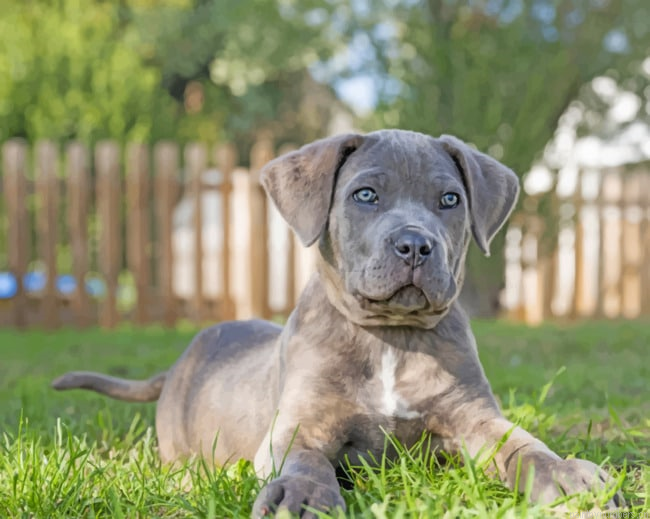 Grey Cane Corso Painting By Numberss.png